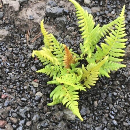 Ho’oponopono – cos’è